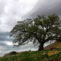 ریجاب "ریژاو" 